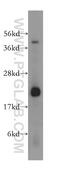Cytochrome B5 Type B antibody, 15469-1-AP, Proteintech Group, Western Blot image 