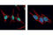 Replication Protein A1 antibody, 2267S, Cell Signaling Technology, Immunocytochemistry image 