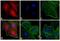 Rat IgG Isotype Control antibody, PA1-30360, Invitrogen Antibodies, Immunofluorescence image 