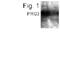 Proteoglycan 3, Pro Eosinophil Major Basic Protein 2 antibody, PA1-4345, Invitrogen Antibodies, Western Blot image 
