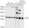 2,4-Dienoyl-CoA Reductase 1 antibody, 14-744, ProSci, Western Blot image 