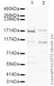 Drosha Ribonuclease III antibody, ab12286, Abcam, Western Blot image 