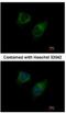 Diacylglycerol Kinase Gamma antibody, NBP1-33055, Novus Biologicals, Immunocytochemistry image 