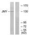 SFT2 Domain Containing 2 antibody, AP33289PU-N, Origene, Western Blot image 