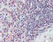 CD70 Molecule antibody, TA318845, Origene, Immunohistochemistry frozen image 