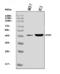 Neurotensin Receptor 1 antibody, A04610-4, Boster Biological Technology, Western Blot image 