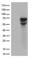 CD5 Molecule antibody, TA801940BM, Origene, Western Blot image 