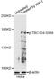 TBC1 Domain Family Member 4 antibody, LS-C750595, Lifespan Biosciences, Western Blot image 