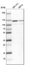 Splicing Factor 3a Subunit 1 antibody, NBP1-87214, Novus Biologicals, Western Blot image 