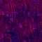 Neuropilin 2 antibody, AF567, R&D Systems, Immunohistochemistry frozen image 