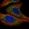 Insulin Like Growth Factor Binding Protein 2 antibody, HPA077723, Atlas Antibodies, Immunofluorescence image 