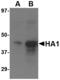 Avian Influenza Hemagglutinin 3 antibody, MBS151039, MyBioSource, Western Blot image 