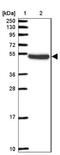 Protein pellino homolog 2 antibody, NBP2-33679, Novus Biologicals, Western Blot image 