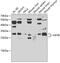 HAP3 antibody, 22-843, ProSci, Western Blot image 