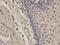 Stromelysin-2 antibody, orb135921, Biorbyt, Immunohistochemistry paraffin image 