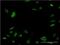 Nex1 antibody, H00063974-M06, Novus Biologicals, Immunofluorescence image 