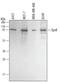 Epidermal Growth Factor Receptor Pathway Substrate 8 antibody, AF5529, R&D Systems, Western Blot image 