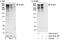 ALMS1 Centrosome And Basal Body Associated Protein antibody, A301-815A, Bethyl Labs, Immunoprecipitation image 