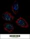 Pinin, Desmosome Associated Protein antibody, 55-910, ProSci, Immunofluorescence image 