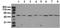 Mitogen-Activated Protein Kinase 8 antibody, ADI-905-649-100, Enzo Life Sciences, Western Blot image 