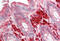 RAC3 antibody, ARP57798_P050, Aviva Systems Biology, Immunohistochemistry frozen image 
