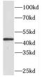 Platelet Activating Factor Acetylhydrolase 2 antibody, FNab06111, FineTest, Western Blot image 