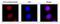 DNA Polymerase Eta antibody, GTX00871, GeneTex, Immunofluorescence image 