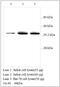 TNF Receptor Superfamily Member 4 antibody, MBS415576, MyBioSource, Western Blot image 