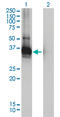 Low Density Lipoprotein Receptor Adaptor Protein 1 antibody, LS-B4523, Lifespan Biosciences, Western Blot image 