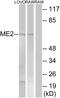 Malate dehydrogenase 2, mitochondrial antibody, LS-C199244, Lifespan Biosciences, Western Blot image 