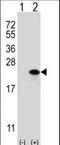 Claudin 1 antibody, LS-C100054, Lifespan Biosciences, Western Blot image 