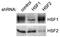 Heat Shock Transcription Factor 2 antibody, TA326477, Origene, Western Blot image 