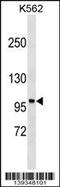 Neurabin-1 antibody, 60-138, ProSci, Western Blot image 