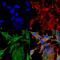 Vesicular acetylcholine transporter antibody, MA5-27662, Invitrogen Antibodies, Immunofluorescence image 