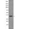 Upstream Transcription Factor 1 antibody, PA5-64726, Invitrogen Antibodies, Western Blot image 