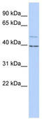 Potassium channel subfamily K member 9 antibody, TA338578, Origene, Western Blot image 