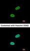 Sushi Repeat Containing Protein X-Linked antibody, orb69911, Biorbyt, Immunofluorescence image 
