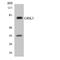 G Protein-Coupled Receptor Kinase 3 antibody, LS-C292037, Lifespan Biosciences, Western Blot image 