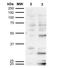 Dibromotyrosine antibody, NBP2-59350, Novus Biologicals, Western Blot image 