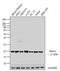 Ras Homolog Family Member A antibody, MA1-134, Invitrogen Antibodies, Western Blot image 