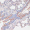 Zinc And Ring Finger 3 antibody, 16-383, ProSci, Immunohistochemistry frozen image 