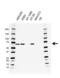 IAP2 antibody, VMA00532, Bio-Rad (formerly AbD Serotec) , Western Blot image 