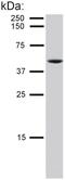 Keratin 8 antibody, GTX22531, GeneTex, Western Blot image 