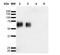 O-Linked N-Acetylglucosamine antibody, NBP2-59309, Novus Biologicals, Western Blot image 