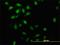 DNA-binding protein inhibitor ID-3 antibody, H00003399-M02, Novus Biologicals, Immunofluorescence image 