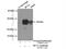 BCL2 antibody, 12789-1-AP, Proteintech Group, Immunoprecipitation image 