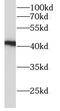 ADH4 antibody, FNab00164, FineTest, Western Blot image 
