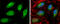 Replication Timing Regulatory Factor 1 antibody, GTX131787, GeneTex, Immunofluorescence image 