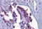 Glucosamine--fructose-6-phosphate aminotransferase [isomerizing] 1 antibody, MBS244241, MyBioSource, Immunohistochemistry frozen image 
