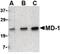 Lymphocyte Antigen 86 antibody, PA5-20253, Invitrogen Antibodies, Western Blot image 